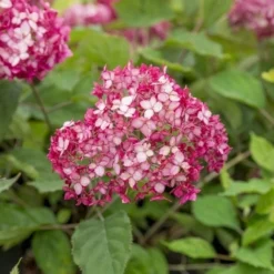Hortensia (Hydrangea 'Ruby Annabelle') -Aanbiedingen Tuin Verrassing Winkel ruby annabelle 6