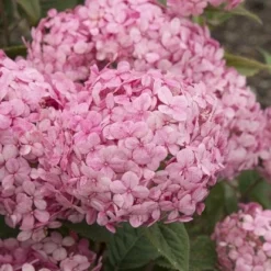 Hortensia (Hydrangea 'Ruby Annabelle') -Aanbiedingen Tuin Verrassing Winkel ruby annabelle 7