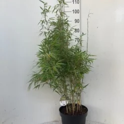 Bamboe (Fargesia Rufa) 15 Bamboe (Fargesia Rufa) -Aanbiedingen Tuin Verrassing Winkel rufa c10