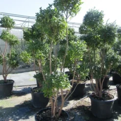 Camelia Als Bonsai (Camellia Sasanqua) -Aanbiedingen Tuin Verrassing Winkel sasanquapompon01