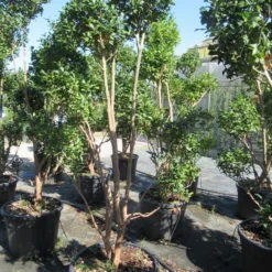 Camelia Als Bonsai (Camellia Sasanqua) -Aanbiedingen Tuin Verrassing Winkel sasanquapompon02