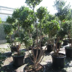 Camelia Als Bonsai (Camellia Sasanqua) -Aanbiedingen Tuin Verrassing Winkel sasanquapompon03