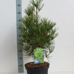 Japanse Parasolden (Sciadopitys Verticilata) -Aanbiedingen Tuin Verrassing Winkel sciadopitys verticilata 50 60 cm co. 7.5l kopie 1