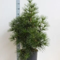 Japanse Parasolden (Sciadopitys Verticilata) -Aanbiedingen Tuin Verrassing Winkel sciadopitys verticilata 60 80 cm co. 18l. kopie