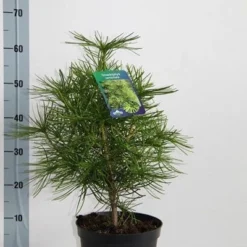 Japanse Parasolden (Sciadopitys Verticilata) -Aanbiedingen Tuin Verrassing Winkel sciadopitys verticillata 30 40 c5 1