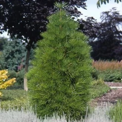 Japanse Parasolden (Sciadopitys Verticilata) -Aanbiedingen Tuin Verrassing Winkel scvertic 7 1
