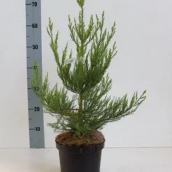 Mammoetboom (Sequoiadendron Giganteum) -Aanbiedingen Tuin Verrassing Winkel seqouiadendron giganteum 40 50 co. 3l kopie