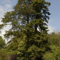 Kustmammoetboom (Sequoia Sempervirens)