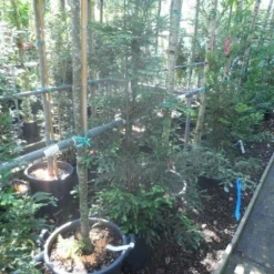 Kustmammoetboom (Sequoia Sempervirens) -Aanbiedingen Tuin Verrassing Winkel sequoia sempervirens 125 150 c20