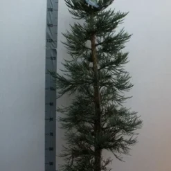 Mammoetboom (Sequoiadendron Giganteum) -Aanbiedingen Tuin Verrassing Winkel sequoiadendrn gl glaucum125 150 cm co. 18l kopie