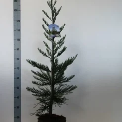 Mammoetboom (Sequoiadendron Giganteum) -Aanbiedingen Tuin Verrassing Winkel sequoiadendron gig. glaucum 80 100 c7.5