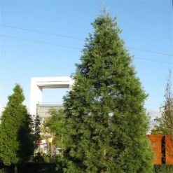 Kustmammoetboom (Sequoia Sempervirens) -Aanbiedingen Tuin Verrassing Winkel sequoiadendron giganteum