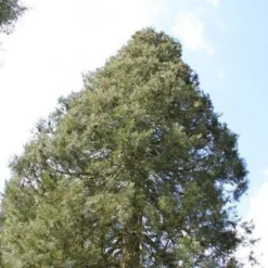 Mammoetboom (Sequoiadendron Giganteum) -Aanbiedingen Tuin Verrassing Winkel sequoiadendron giganteum 1