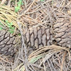 Mammoetboom (Sequoiadendron Giganteum) -Aanbiedingen Tuin Verrassing Winkel sequoiadendron giganteum 3