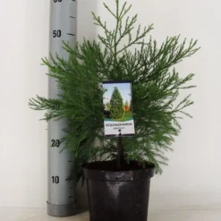 Mammoetboom (Sequoiadendron Giganteum) -Aanbiedingen Tuin Verrassing Winkel sequoiadendron giganteum c3 m