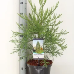 Mammoetboom (Sequoiadendron Giganteum) -Aanbiedingen Tuin Verrassing Winkel sequoiadendron giganteum c5 m