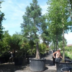 Mammoetboom (Sequoiadendron Giganteum) -Aanbiedingen Tuin Verrassing Winkel sequoiadendron giganteum oude stam c1000 2