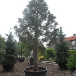 Mammoetboom (Sequoiadendron Giganteum) -Aanbiedingen Tuin Verrassing Winkel sequoiadendron giganteum oude stam c1000 3