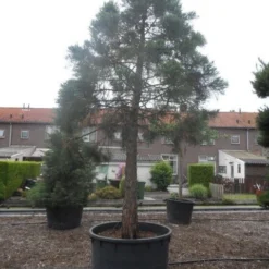 Mammoetboom (Sequoiadendron Giganteum) -Aanbiedingen Tuin Verrassing Winkel sequoiadendron giganteum oude stam c1000 4