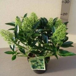 Skimmia (Skimmia Confusa 'Kew Green') -Aanbiedingen Tuin Verrassing Winkel skimmia confusa kew green p17 2
