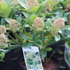 Skimmia (Skimmia Japonica 'Fragrant Cloud') -Aanbiedingen Tuin Verrassing Winkel skimmia japonica fragant cloud 1