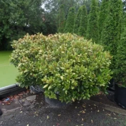 Skimmia (Skimmia Japonica 'Rubella') -Aanbiedingen Tuin Verrassing Winkel skimmia japonica rubella doorsnede 180 200 aanlegkwaliteit