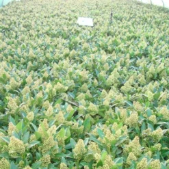 Skimmia (Skimmia Confusa 'Kew Green') -Aanbiedingen Tuin Verrassing Winkel skimmia kew green c3 2