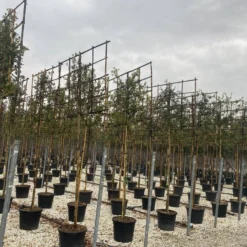 Steeneik Als Leiboom (Quercus Ilex) 11 Steeneik Als Leiboom (Quercus Ilex) -Aanbiedingen Tuin Verrassing Winkel steeneik leivorm 15x120 2