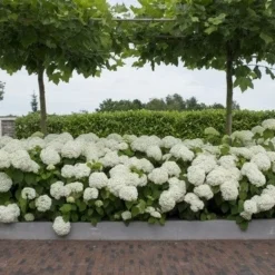 Hortensia (Hydrangea 'Strong Annabelle') -Aanbiedingen Tuin Verrassing Winkel strong annabelle 11