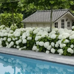 Hortensia (Hydrangea 'Strong Annabelle') -Aanbiedingen Tuin Verrassing Winkel strong annabelle 5