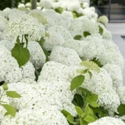 Hortensia (Hydrangea 'Strong Annabelle') -Aanbiedingen Tuin Verrassing Winkel strong annabelle 9