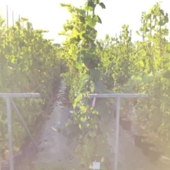 Druif (Vitis Vinifera 'Red Globe')