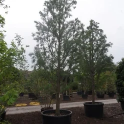 Moerascipres (Taxodium Distichum 'Nutans') -Aanbiedingen Tuin Verrassing Winkel taxodium distichum nutans 400 500 c750