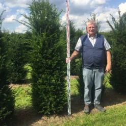 Grote Venijnboom (Taxus Baccata) -Aanbiedingen Tuin Verrassing Winkel taxus 200225 x 5060 1