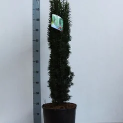 Zuiltaxus (Taxus Baccata 'Fastigiata Robusta') -Aanbiedingen Tuin Verrassing Winkel taxus b fastigiata robusta 80 100 cm co. 12l kopie 1