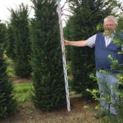 Grote Venijnboom (Taxus Baccata) -Aanbiedingen Tuin Verrassing Winkel taxus baccaata 225250x5060 1