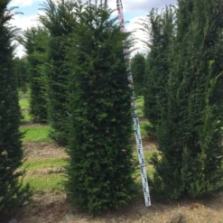Grote Venijnboom (Taxus Baccata) -Aanbiedingen Tuin Verrassing Winkel taxus baccata 180200 x 5060 1
