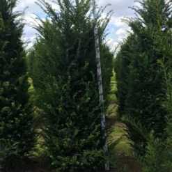 Grote Venijnboom (Taxus Baccata) -Aanbiedingen Tuin Verrassing Winkel taxus baccata 225250x6080 1