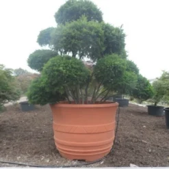 Taxus Als Bonsai (Taxus Baccata) -Aanbiedingen Tuin Verrassing Winkel taxus baccata bonsai 300 400 c1800