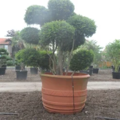 Taxus Als Bonsai (Taxus Baccata) -Aanbiedingen Tuin Verrassing Winkel taxus baccata bonsai 300 400 c1800 2
