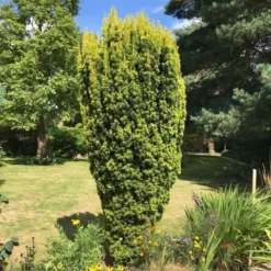 Gele Venijnboom (Taxus Baccata 'David') -Aanbiedingen Tuin Verrassing Winkel taxus baccata david 1