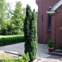 Groene Zuiltaxus (Taxus Baccata 'Fastigiata') -Aanbiedingen Tuin Verrassing Winkel taxus baccata fastigiata 1