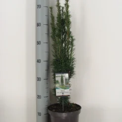 Zuiltaxus (Taxus Baccata 'Fastigiata Robusta') -Aanbiedingen Tuin Verrassing Winkel taxus baccata fastigiata robusta c3 m