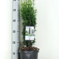 Zuiltaxus (Taxus Baccata 'Fastigiata Robusta') -Aanbiedingen Tuin Verrassing Winkel taxus baccata fastigiata robusta zomer c3 m