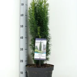 Zuiltaxus (Taxus Baccata 'Fastigiata Robusta') -Aanbiedingen Tuin Verrassing Winkel taxus baccata fastigiata robusta zomer c5 m 1