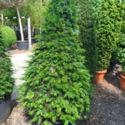 Taxus Als Kegel (Taxus Baccata) -Aanbiedingen Tuin Verrassing Winkel taxus baccata kegel 140 160 c90