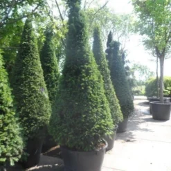 Taxus Als Kegel (Taxus Baccata) -Aanbiedingen Tuin Verrassing Winkel taxus baccata kegel 200 225 250 c285
