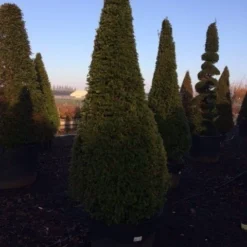 Taxus Als Kegel (Taxus Baccata) -Aanbiedingen Tuin Verrassing Winkel taxus baccata kegel 225 250 c240 2 inkoop 315