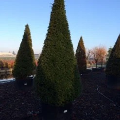 Taxus Als Kegel (Taxus Baccata) -Aanbiedingen Tuin Verrassing Winkel taxus baccata kegel 225 250 c240 3 inkoop 315