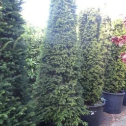 Taxus Als Kegel (Taxus Baccata) -Aanbiedingen Tuin Verrassing Winkel taxus baccata kegel 250 275